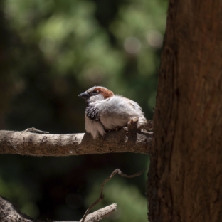 Serignan Plage Nature - Domaine - Les oiseaux