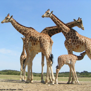 Camping Serignan Plage Herault Region Reserve africaine de Sigean Girafes