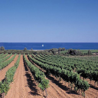 Camping Serignan Plage Herault Region Vignes Saint Chinian Vignoble