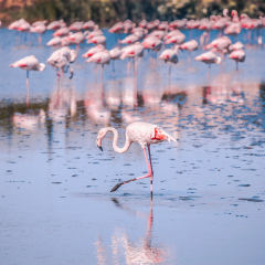 Camping Serignan Plage Herault Region Camargue Flamants roses