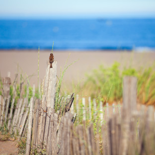 Camping Serignan Plage Herault Mediterranee Oiseau